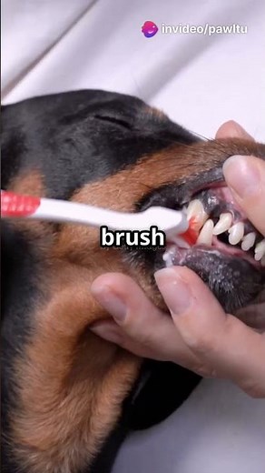 How to Prevent Gum Disease in Dogs 🦷 | Essential Dental Care Tips for Pet Owners