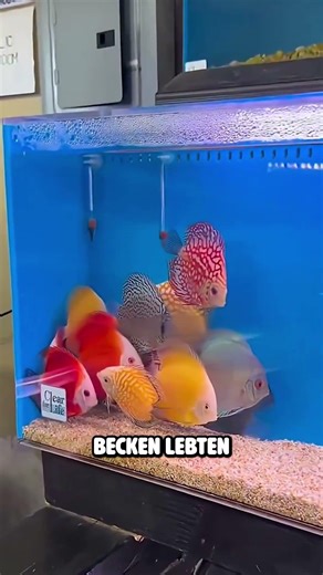 Dieser kleine Fisch dominiert alle anderen 🤯