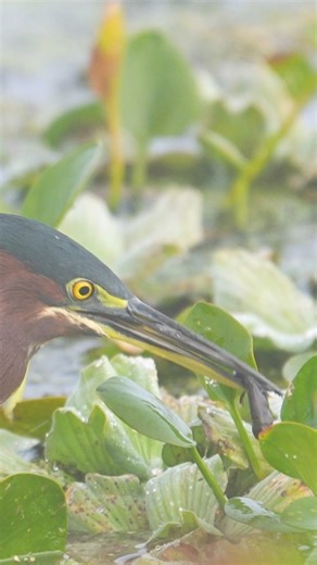 10K views · 471 reactions | A green heron’s sharp eye spots a tadpole right in the middle of its transformation…part tail, part frog, all lunch. #greenheron #birds #nature #wildlife #tadpole #frog #sonyalpha #orlandowetlands | Amber Favorite Photography | Facebook