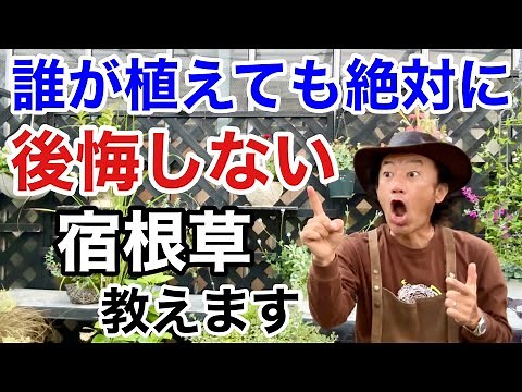 【これが大正解】花も葉も年中楽しめる宿根草教えます 【カーメン君】【園芸】【ガーデニング】【初心者】