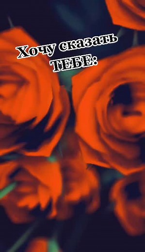 Stunning Red Roses in Full Bloom