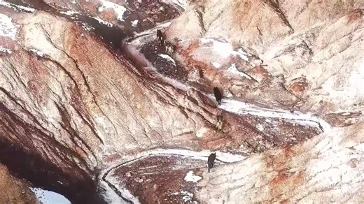 Fresh snowfall in the Tianshan Mountains revealed a rare sight in Xinjiang's Tomur Nature Reserve: a pack of wolves moving together through a mountain valley. Among them were two striking black wolves, a seldom-seen color variation. Conservationists say the stable presence of a wolf pack is no coincidence. In recent years, the reserve has strengthened ecological protection, improving habitats and allowing wildlife populations to recover. As apex predators, wolves return only when prey species an