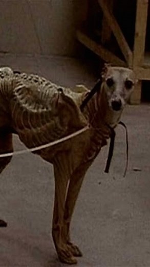 Quando um cachorro quase interpretou o Alien: durante a produção de Alien 3, a equipe de efeitos especiais experimentou várias ideias para criar o “Alien Runner”, uma criatura mais ágil e veloz. Um dos testes mais inusitados envolveu colocar uma roupa de Alien em um Whippet (uma raça de cachorro esguia e muito rápida). O objetivo era simular os movimentos do Alien correndo em quatro patas para ver como ficaria a estética da criatura com mais mobilidade. Apesar de ser uma ideia criativa, o result