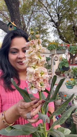 Stock flower care #gardeningshorts #springflowers #flowerreels #mostbeautifulflower