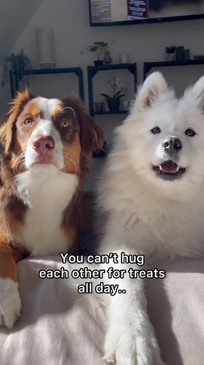 Adorable Dog Hug Compilation - Huggies All Day!