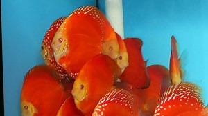 Red melon and red panda | Chens Discus UK