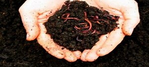How to Raise Worms for Fishing | DoItYourself.com