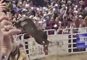 Bull jumps rodeo fence, injuring four onlookers