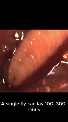 Dead Animal Covered in Maggots | The Real Process