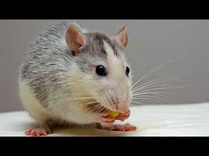 Rat Sound Effect: Rat Squeaks And Noises