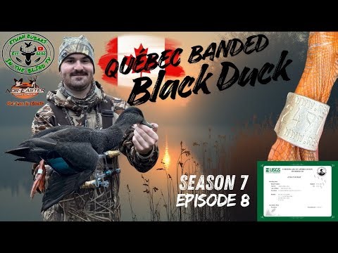 I SHOT A BANDED BLACK DUCK | Maine Duck Hunting