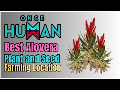 Alovera Plant Location in Once Human