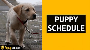 Puppy Schedule (Potty, Sleep, Feeding & Crate Training Schedule) - Puppybee.com