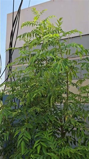 From Tiny Saplings to Lush Curry Leaf Forest 🌱 | Our Organic Farm Secret You Must See! 🌿🔥 #trending