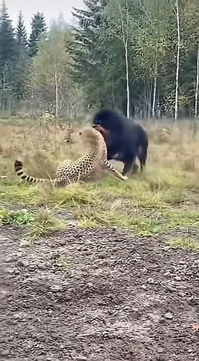 Will the cheetah escape the Tibetan Mastiff 🐕🐆⚔️#wildlife | كشف المجهول