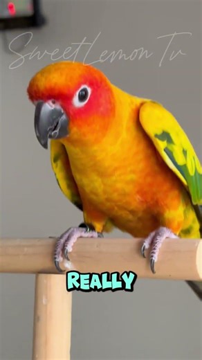 The love song you didn’t know you needed… you’re welcome 😂 #conure #parrot #birds