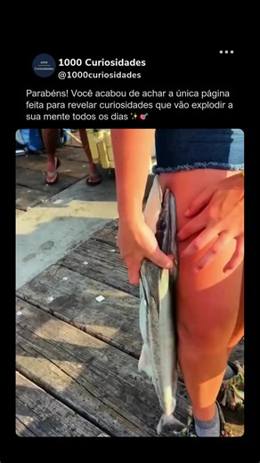 1000 Curiosidades on Instagram: "A rêmora é um peixe curioso conhecido por sua habilidade única de se prender a outros animais marinhos, como tubarões, baleias, tartarugas e até barcos. No topo da cabeça, ela possui uma espécie de disco de sucção natural, formado por lâminas modificadas, que funciona como uma ventosa extremamente eficiente. Ao pegar carona, a rêmora economiza energia, se desloca por longas distâncias e ainda se alimenta de restos de comida do hospedeiro. Na maioria dos casos, es