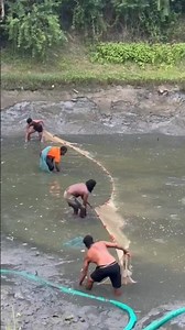 This kind of hunting doesn't happen in life, this kind of hunting is needed #shorts #fishing 🏞️🐬🐬...