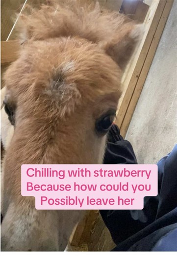 cupcake.the.mini.pony on TikTok