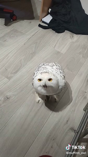 #fluffy #funnyvideo #funnytiktok #adorable #cute #snowyowl #owls #owllove #sweet #sweetpet #fluffypets #socutebaby
