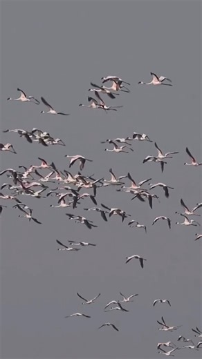 Sky Painted Pink — Lesser Flamingos Flying Together #birds #birdingparadise #nature #amazingwildlife