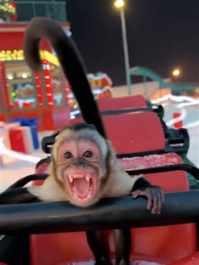 Adorable Monkey Moments That Will Melt Your Heart