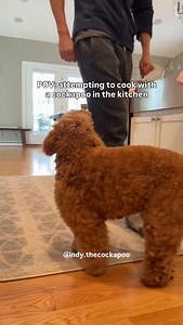 Always there and never far 😂 #cockapoo #doodles #dogdad #dogmoments #funnydog | Indy the Cockapoo