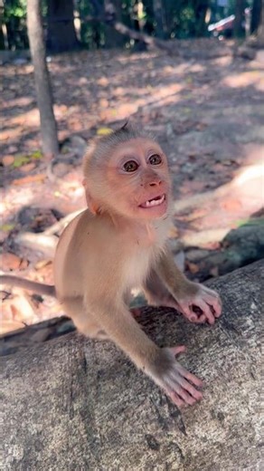 Most cutest sound ever heard! 😁💞 #shorts #babymonkey #vocalize