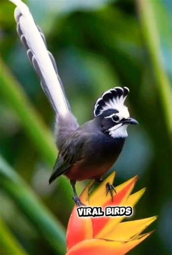 Exotic Bird Singing in Natural Light 🐦✨#wildlife #birdingparadise #birds #birdshorts