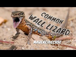 Common Wall Lizard or European Wall Lizard (Podarcis muralis ♂) / Mauereidechse