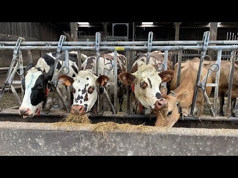 Une génétique adaptée à chaque système d'élevage, c'est ce qu'étudie l'Inrae du Pin (61)