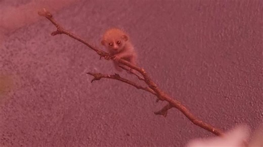 Adorable baby pygmy slow loris is taking internet by storm