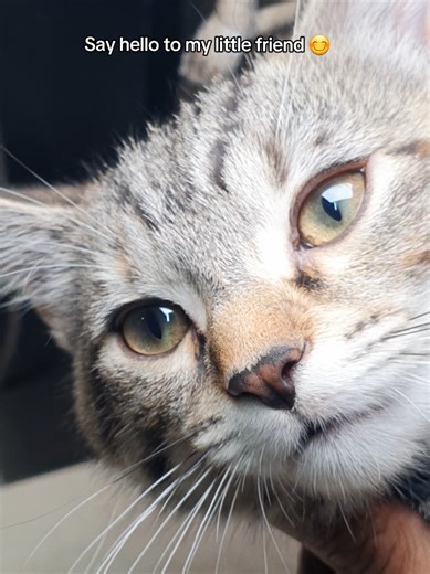 Meet My Kitten Mimi 🐾 Nail Tech Life At Home Say hello to Mimi 🐾🤍 She’s allegedly a Maine Coon mix with… honestly? God knows what 😭 but she’s my 2nd baby in this house. She came to sit with me while I was doing my Valentine’s Day toe nails and just watched the whole process like my little supervisor. This is your reminder that doing your own nails at home can be such a peaceful vibe — especially when you’ve got a tiny assistant keeping you company 🥹 Do you work with a pet nearby too? #NailT