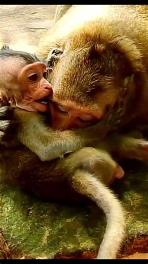 Life of Monkeys: The little monkey is trying its best to escape from the bully.