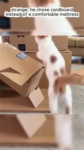 FUNNIEST Cats Playing With Boxes This Week! 📦