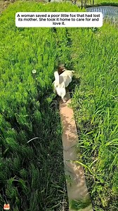 A woman saved a poor little fox that had lost its mother. | Petlife