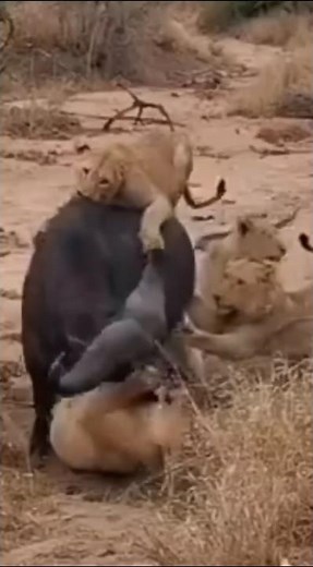 ライオンの襲撃 #wildlife #animals #特有種 #lion #捕食シーン