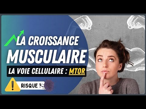 Croissance musculaire et synthèse des protéines : Tout savoir sur la voie mTOR