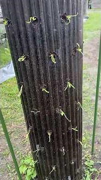 ほうれん草 立体栽培‼😲 【畑に植える場所が無くなり😥立体栽培にしてみた！🙂】
