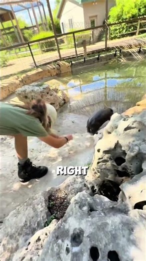 Baby Hippo REFUSES to Leave the Pool 🦛💦 #shorts