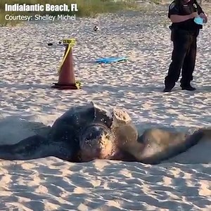 WHAT A CREATURE: A group in Brevard County got to experience quite the sight when a leatherback sea turtle mother nested on the beach in broad daylight. https://bit.ly/36s7sf8 | WFLA News Channel 8
