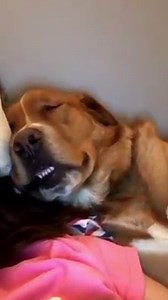 "My dog woke himself up with his own snoring and I can't stop laughing" 😂😂 | UNILAD