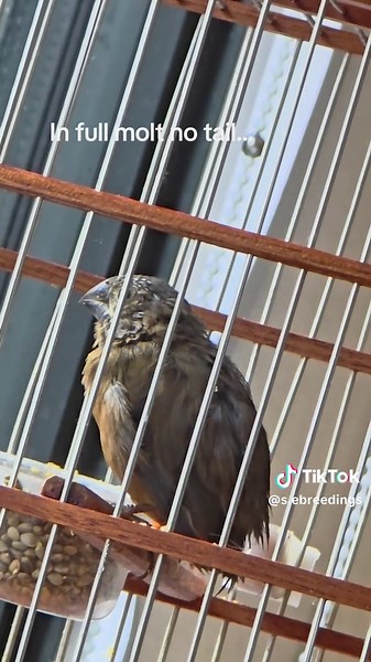 Captive Bird Breeding Techniques in Trinidad and Guyana