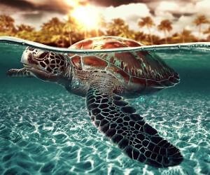 Sea Turtle and Shark Live Wallpaper