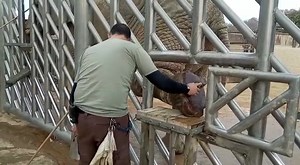 2.3K views · 23 reactions | ELEPHANT BUSINESS INC, December 31, 2022....