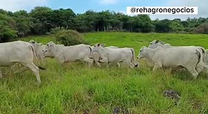 1.4K views | Disponibles para la venta. 34 novillas seleccionadas para la cría de excelente calidad. Promedio 350 kilos. Ubicadas en Alvarado Tolima. Información WhatsApp. wa.me/573208487321 | Rehagronegocios Agromarketing | Facebook