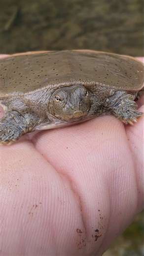 Cool soft shell turtle #Missouri #outdoors #turtle #nature #wildlife #reels #fyp | David Breckenridge Doyle