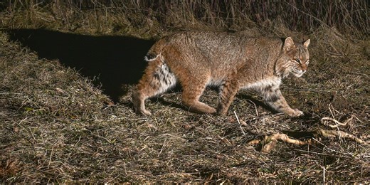 Indiana Natural Resources Commission approves proposal for up to 250 bobcats to be slaughtered