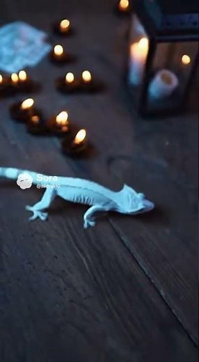 Scary Gecko #exotic #reptiles #crestedgecko #wildlife #petreptile #nature