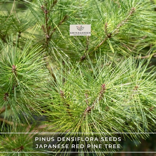 Pinus Densiflora Seeds – Japanese Red Pine Tree, Hardy Evergreen Bonsai - Etsy